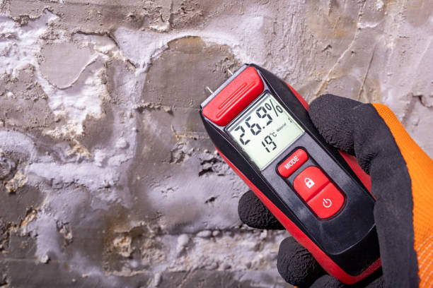 Best Post-Flood Mold Remediation in Alpena, MI
